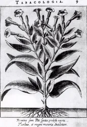 A Tobacco Plant